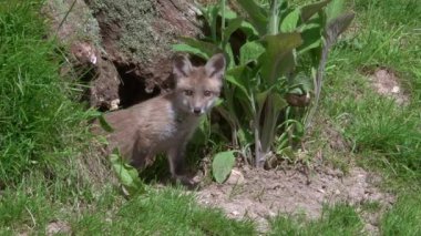 Kızıl Tilki, Vulpes vulpes, Cub Den Girişi 'nde duruyor, Normandiya' da gerçek zamanlı.