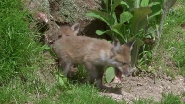 Kızıl Tilki, Vulpes vulpes, Cub Den Girişi 'nde duruyor, Normandiya' da gerçek zamanlı.