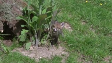 Kızıl Tilki, Vulpes vulpes, Cub Den Girişi 'nde duruyor, Normandiya' da gerçek zamanlı.