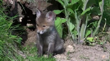 Kızıl Tilki, Vulpes vulpes, Cub Den Girişi 'nde duruyor, Normandiya' da gerçek zamanlı.