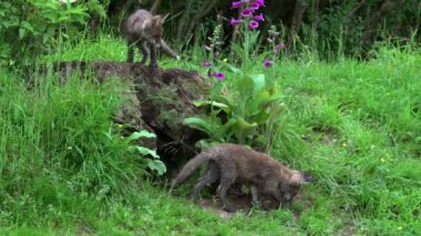 Kızıl Tilki, Vulpes vulpes, Cub Den Girişi 'nde duruyor, Normandiya' da gerçek zamanlı.