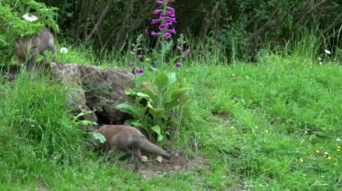 Kızıl Tilki, Vulpes vulpes, Cub Den Girişi 'nde duruyor, Normandiya' da gerçek zamanlı.