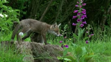 Kızıl Tilki, Vulpes vulpes, Cub Den Girişi 'nde duruyor, Normandiya' da gerçek zamanlı.