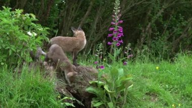 Kızıl Tilki, Vulpes vulpes, Cub Den Girişi 'nde duruyor, Normandiya' da gerçek zamanlı.