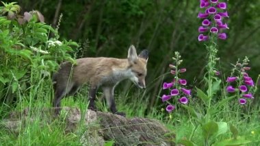 Kızıl Tilki, Vulpes vulpes, Cub Den Girişi 'nde duruyor, Normandiya' da gerçek zamanlı.