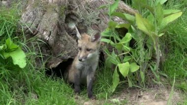 Kızıl Tilki, Vulpes vulpes, Cub Den Girişi 'nde duruyor, Normandiya' da gerçek zamanlı.
