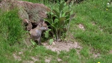 Kızıl Tilki, Vulpes vulpes, Cub Den Girişi 'nde duruyor, Normandiya' da gerçek zamanlı.