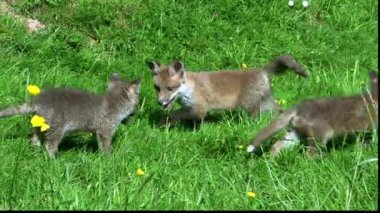 Red Fox, vulpes vulpes, Cub on Grass, Normandy in France, Real Time
