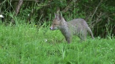 Kızıl Tilki, Vulpes vulpes, Çimenlerde duran Yavru, Fransa 'da Normandiya, Gerçek Zamanda