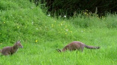 Red Fox, vulpes vulpes, Cub on Grass, Normandy in France, Real Time