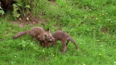Red Fox, vulpes vulpes, Cub on Grass, Normandy in France, Real Time