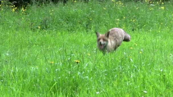Red Fox Vulpes Vulpes Female Cub Standing Den Entrance Normandy — Stock Video
