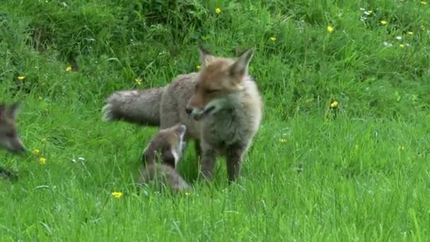 Red Fox Vulpes Vulpes Mãe Filhote Andando Brincando Grama Alta — Vídeo de Stock