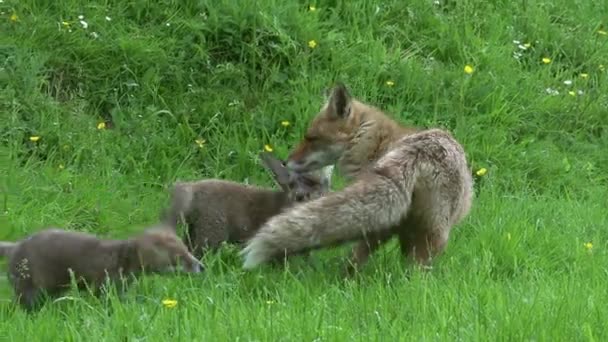 Red Fox Vulpes Vulpes Mother Cub Walking Playing High Grass — Stock Video