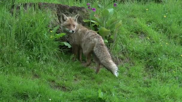 Red Fox Vulpes Vulpes Female Berdiri Den Entrance Normandia Perancis — Stok Video