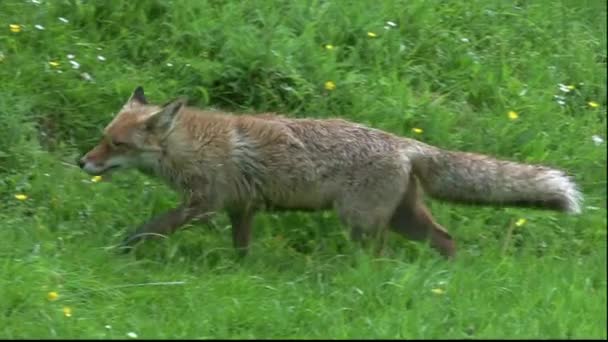 Red Fox Vulpes Vulpes Mãe Filhote Andando Brincando Grama Alta — Vídeo de Stock