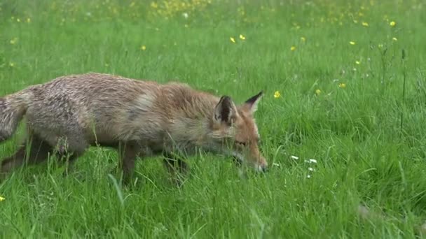 Red Fox Vulpes Vulpes Matka Cub Spacerują Bawią Się High — Wideo stockowe