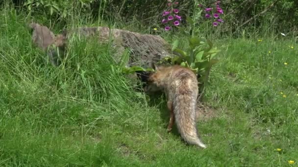 Red Fox Vulpes Vulpes Female Dan Cub Berdiri Den Entrance — Stok Video