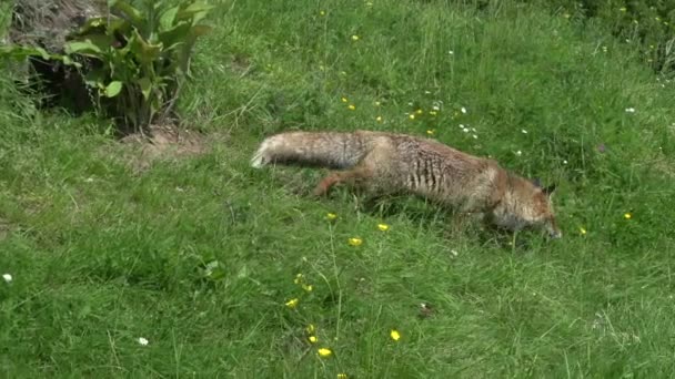 Red Fox Vulpes Vulpes Mother Cub Περπάτημα Και Παίζοντας High — Αρχείο Βίντεο