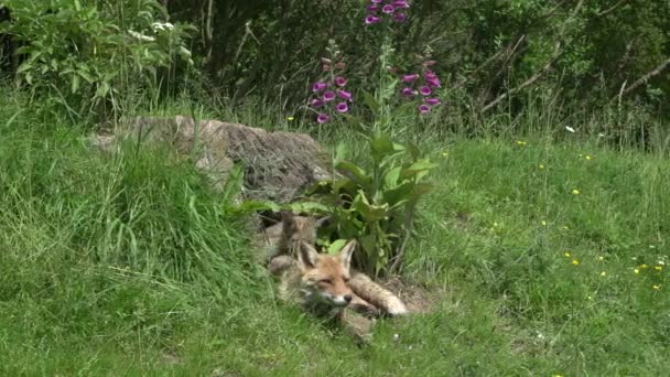 Red Fox Vulpes Vulpes Female Dan Cub Berdiri Den Entrance — Stok Video