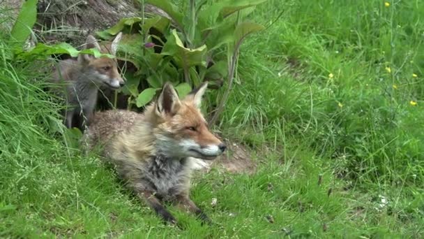 Red Fox Vulpes Vulpes Female Cub Staan Bij Den Entrance — Stockvideo