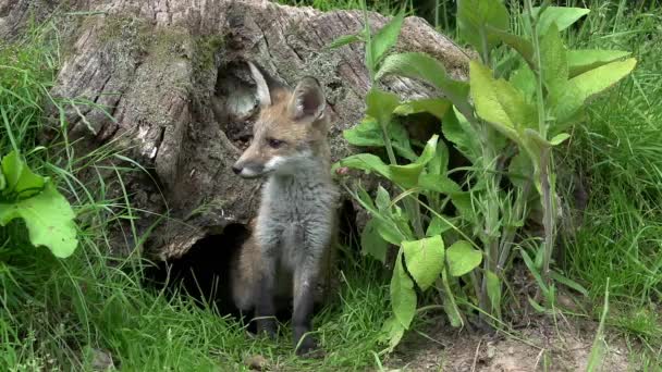 Red Fox Vulpes Vulpes Cub Stojící Den Entrance Normandie Francii — Stock video