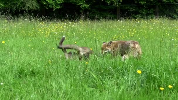 レッドフォックス 母と子牛の散歩や高草の中で遊ぶ フランスのノルマンディー リアルタイム — ストック動画