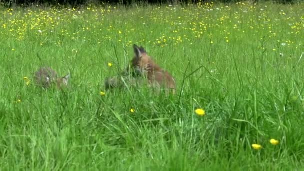 Red Fox Vulpes Vulpes Matka Cub Spacerują Bawią Się High — Wideo stockowe