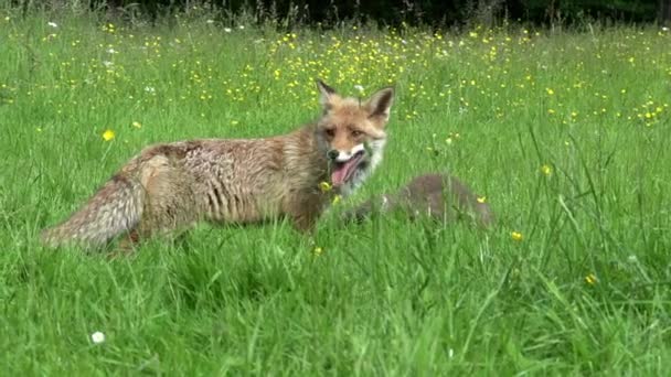 Red Fox Vulpes Vulpes Mother Cub Περπάτημα Και Παίζοντας High — Αρχείο Βίντεο