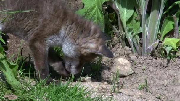 Kızıl Tilki Vulpes Vulpes Cub Den Girişi Nde Duruyor Normandiya — Stok video