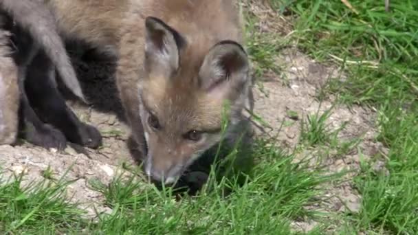 Red Fox Vulpes Vulpes Cub Standing Den Entrance Normandie France — Stock video