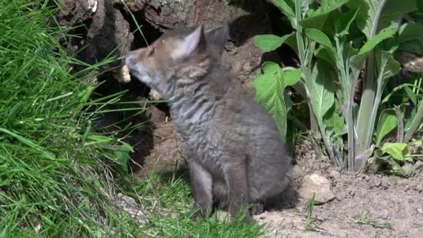 Red Fox Vulpes Vulpes Cub Stående Den Entrance Normandie Frankrike — Stockvideo