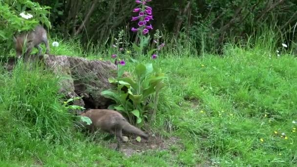 Red Fox Vulpes Vulpes Cub Standing Den Entrance Normandia Francji — Wideo stockowe