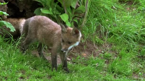 Red Fox Vulpes Vulpes Cub Standing Den Entrance Normandy France — Stock Video
