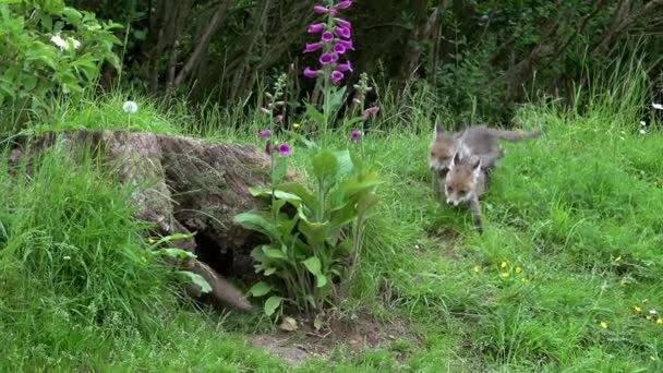 Red Fox Vulpes Vulpes Cub Den Entrance Normandia França Tempo — Vídeo de Stock