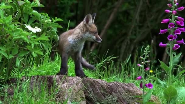 Red Fox Vulpes Vulpes Cub Berdiri Den Entrance Normandia Perancis — Stok Video