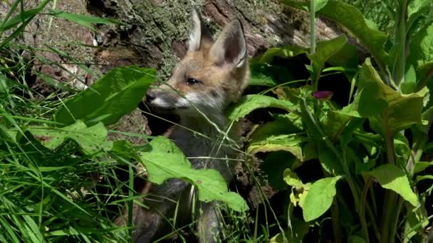 Red Fox Vulpes Vulpes Cub Standing Den Entrance Normandie France — Stock video