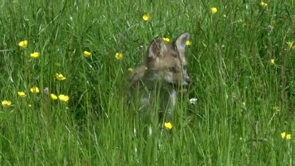 Volpe Rossa Vulpes Vulpes Cub Standing Grass Normandia Francia Tempo — Video Stock