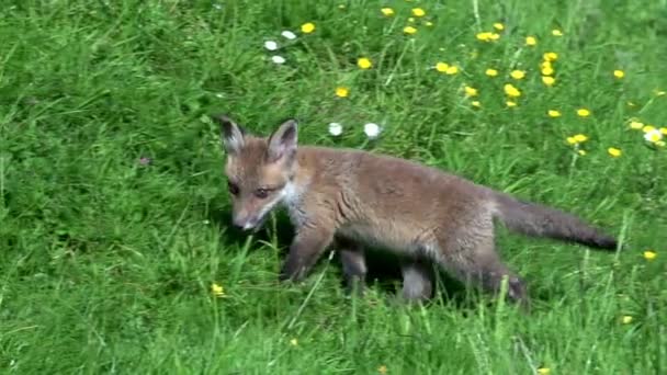 Red Fox Vulpes Vulpes Cub Playing Grass Normandie France Real — Stock video