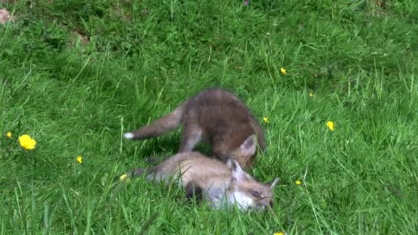 Red Fox Vulpes Vulpes Cub Playing Grass Normandy France Real — Stock Video
