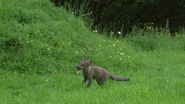 Red Fox Vulpes Vulpes Cub Spelar Grass Normandie Frankrike Realtid — Stockvideo