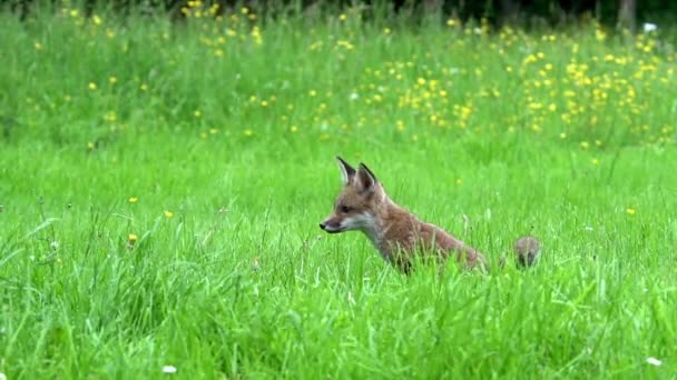 Red Fox Vulpes Vulpes Cub Standing Grass Normandia Francji Real — Wideo stockowe