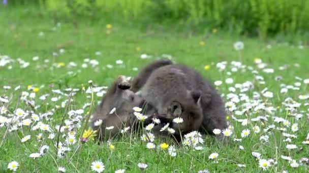小熊在草地上玩耍 诺曼底在法国 — 图库视频影像