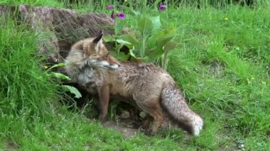Kızıl Tilki, Vulpes vulpes, Den Girişi 'nde duran dişi ve yavru, Fransa' da Normandiya, Real Time