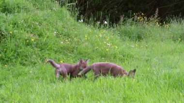 Red Fox, vulpes vulpes, Cub on Grass, Normandy in France, Real Time