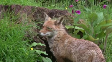 Kızıl Tilki, Vulpes vulpes, Yetişkin bir kadının portresi ormanda yeşilliklerin arasında, Fransa 'da Normandiya, gerçek zamanlı