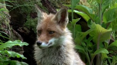 Kızıl Tilki, Vulpes vulpes, Yetişkin bir kadının portresi ormanda yeşilliklerin arasında, Fransa 'da Normandiya, gerçek zamanlı