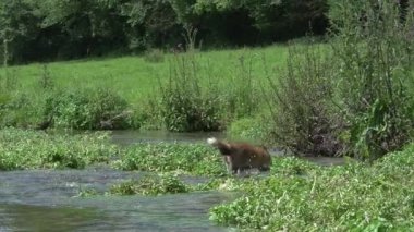 Kızıl Tilki, Vulpes vulpes, Yetişkin Nehri, Fransa 'da Normandiya, Gerçek Zamanda