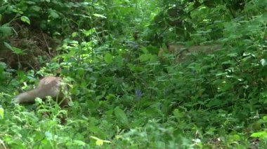 Kızıl Tilki, Vulpes vulpes, Yetişkin Çifti yeşilliklerin arasında ormanda yürüyen, Fransa 'da Normandiya, Gerçek Zamanda