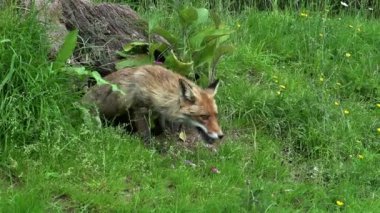 Kızıl Tilki, Vulpes vulpes, Den Girişinde duran kadın, Fransa 'da Normandiya, Gerçek Zamanda